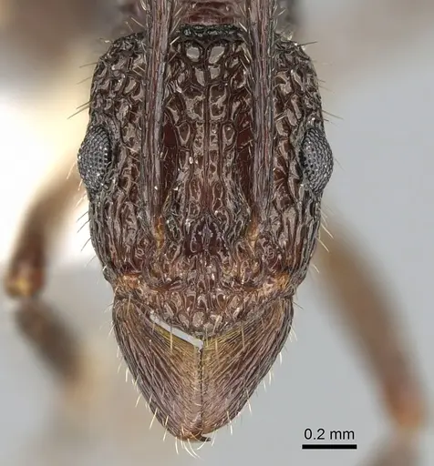Rhytidoponera peninsularis specimen