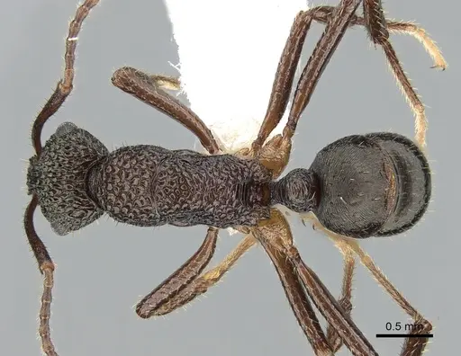 Rhytidoponera peninsularis - CASENT0281252