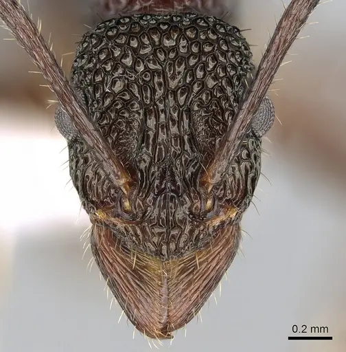 Rhytidoponera peninsularis - CASENT0281252