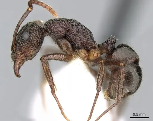 Rhytidoponera peninsularis - CASENT0281252