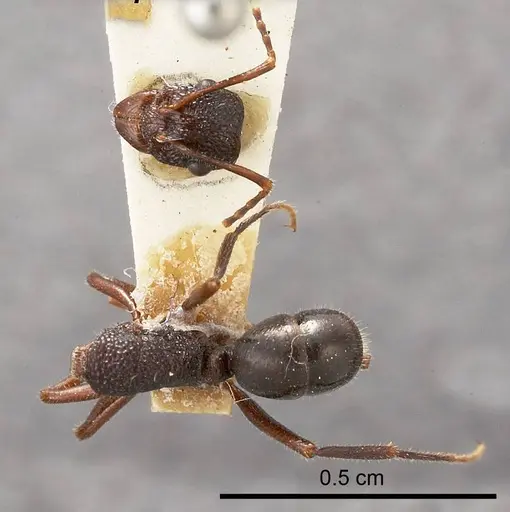 Rhytidoponera pilosula specimen