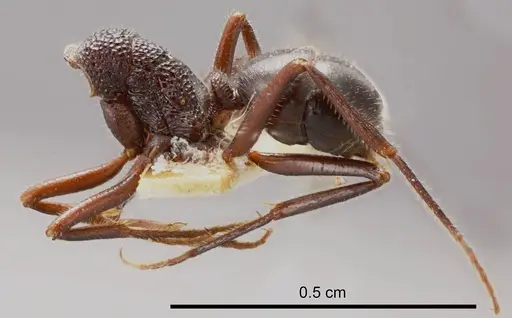 Rhytidoponera pilosula specimen