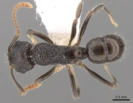 Rhytidoponera pulchella specimen