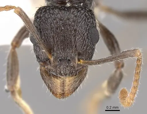 Rhytidoponera pulchella specimen