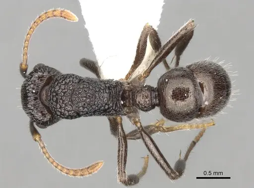 Rhytidoponera pulchella - CASENT0281834