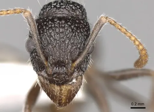 Rhytidoponera pulchella - CASENT0281834