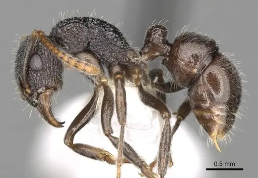 Rhytidoponera pulchella - CASENT0281834