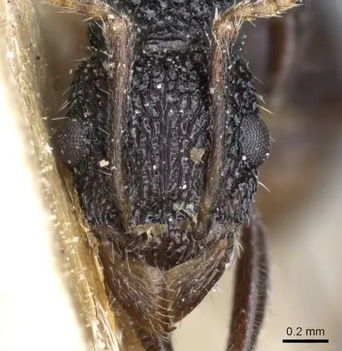 Rhytidoponera pulchella - CASENT0903832