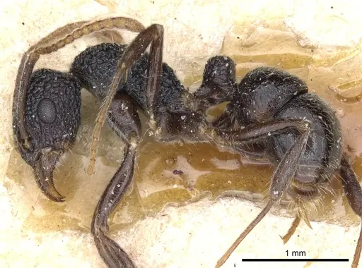 Rhytidoponera pulchella - CASENT0903832