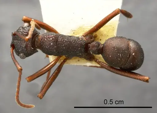 Rhytidoponera punctata specimen