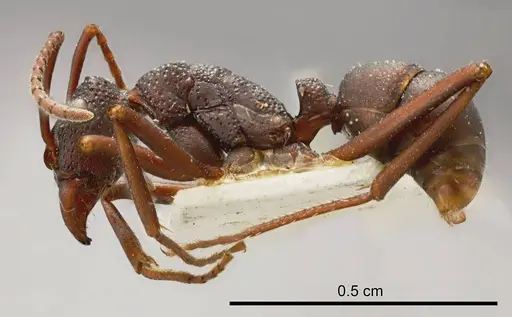 Rhytidoponera punctata specimen
