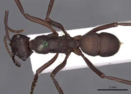 Rhytidoponera punctata - CASENT0900520