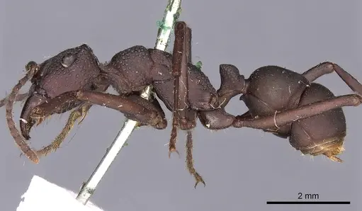 Rhytidoponera punctata - CASENT0900520