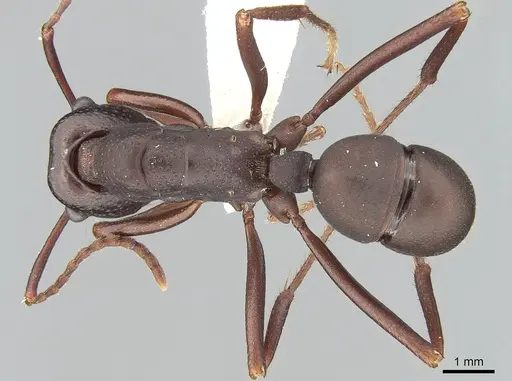 Rhytidoponera punctigera specimen