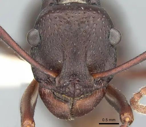 Rhytidoponera punctigera specimen