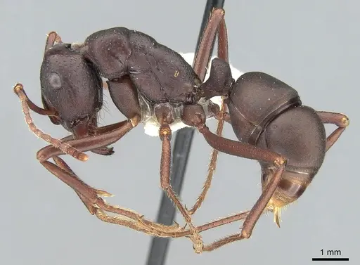 Rhytidoponera punctigera specimen