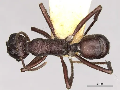 Rhytidoponera punctigera - CASENT0281825
