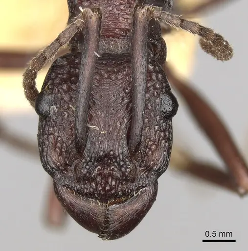 Rhytidoponera punctigera - CASENT0281825
