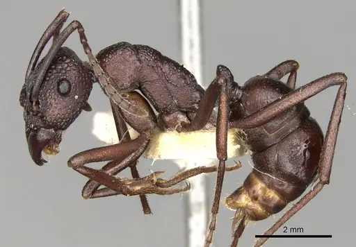 Rhytidoponera punctigera - CASENT0281825