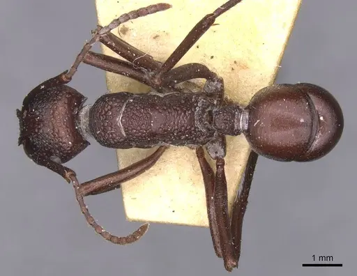 Rhytidoponera punctigera - CASENT0915142