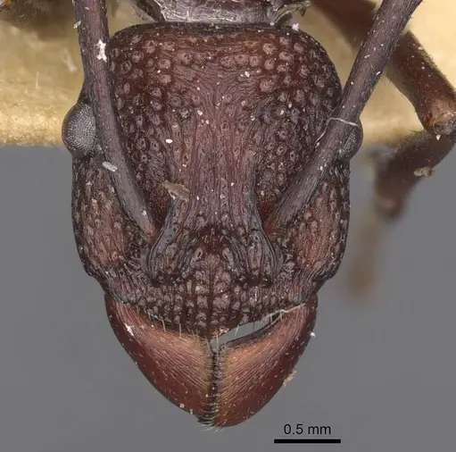 Rhytidoponera punctigera - CASENT0915142