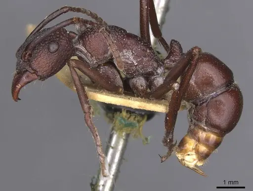 Rhytidoponera punctigera - CASENT0915142