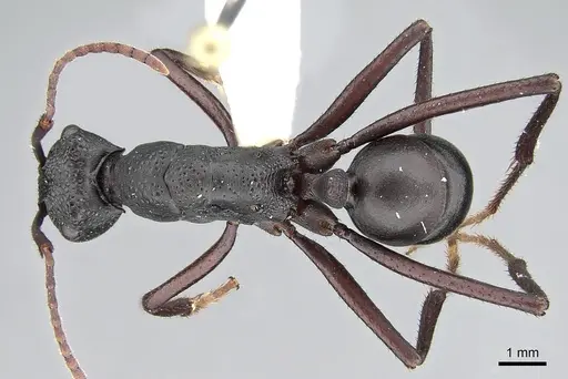Rhytidoponera punctiventris specimen