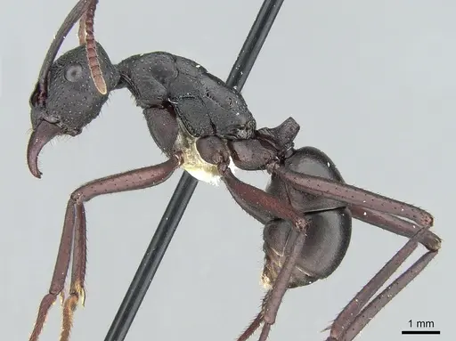 Rhytidoponera punctiventris specimen