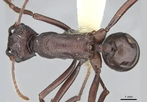 Rhytidoponera punctiventris - CASENT0281303