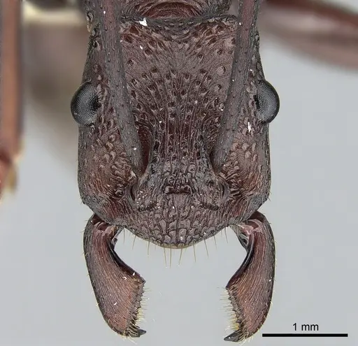 Rhytidoponera punctiventris - CASENT0281303