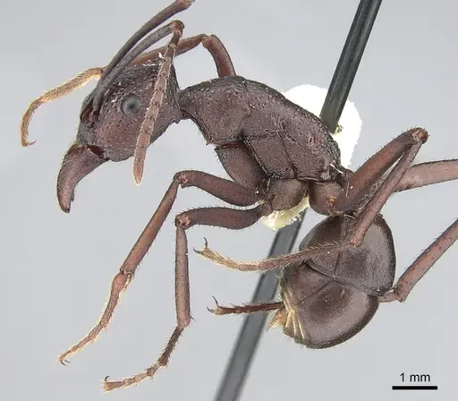 Rhytidoponera punctiventris - CASENT0281303