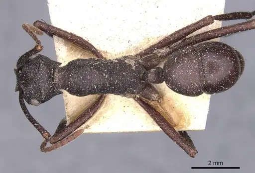 Rhytidoponera punctiventris - CASENT0907144