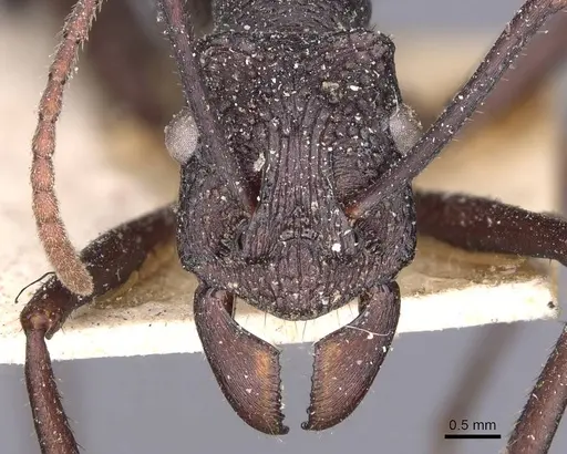 Rhytidoponera punctiventris - CASENT0907144