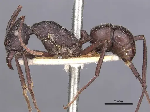 Rhytidoponera punctiventris - CASENT0907144