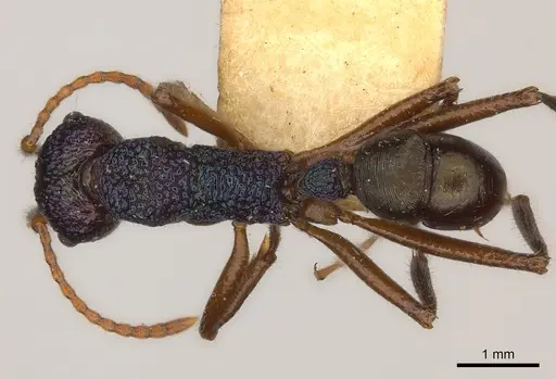 Rhytidoponera purpurea specimen