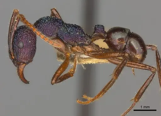Rhytidoponera purpurea specimen