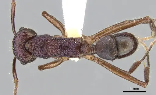 Rhytidoponera purpurea - CASENT0281240