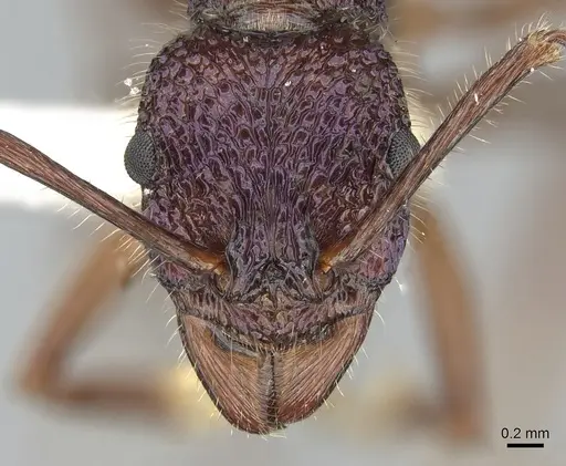 Rhytidoponera purpurea - CASENT0281240