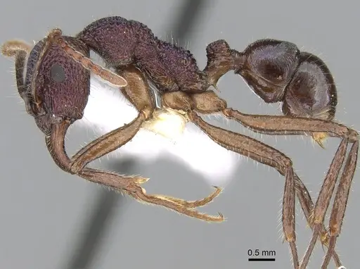 Rhytidoponera purpurea - CASENT0281240