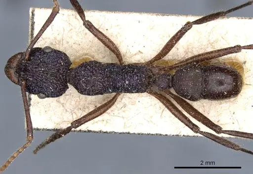 Rhytidoponera purpurea - CASENT0903823