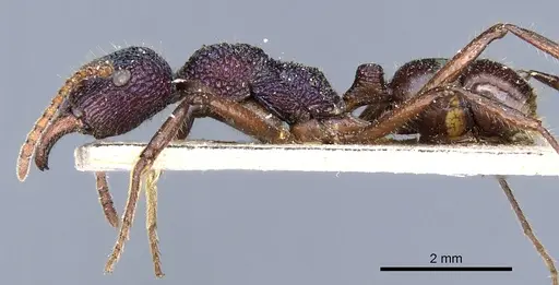 Rhytidoponera purpurea - CASENT0903823