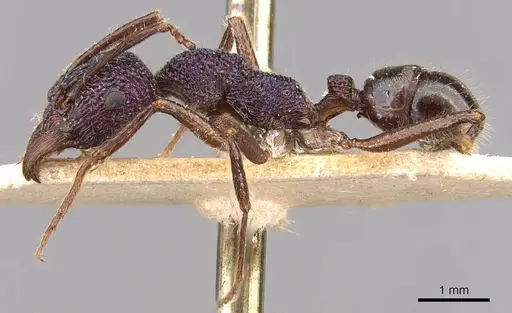 Rhytidoponera purpurea - CASENT0907156