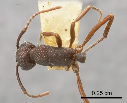 Rhytidoponera reflexa specimen