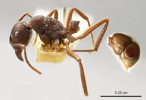 Rhytidoponera reflexa specimen