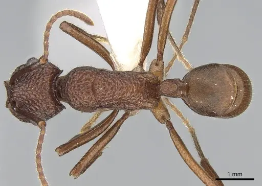 Rhytidoponera reticulata specimen