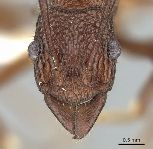 Rhytidoponera reticulata specimen