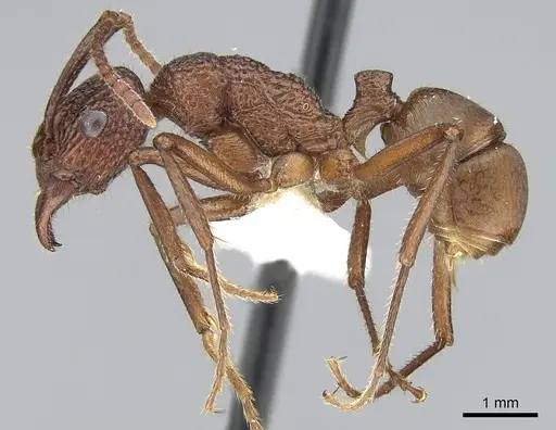 Rhytidoponera reticulata specimen