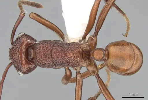 Rhytidoponera reticulata - CASENT0281287