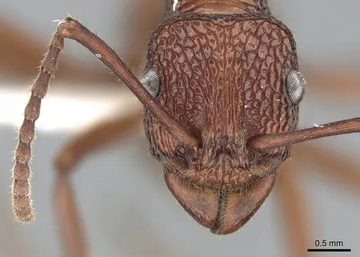 Rhytidoponera reticulata - CASENT0281287
