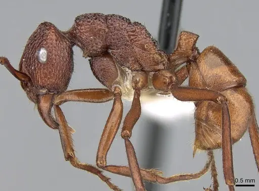 Rhytidoponera reticulata - CASENT0281287